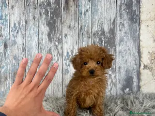 Caniche Toy perros 🥇 Caniche Toy de Alta Calidad 💝 - Anuncio 2