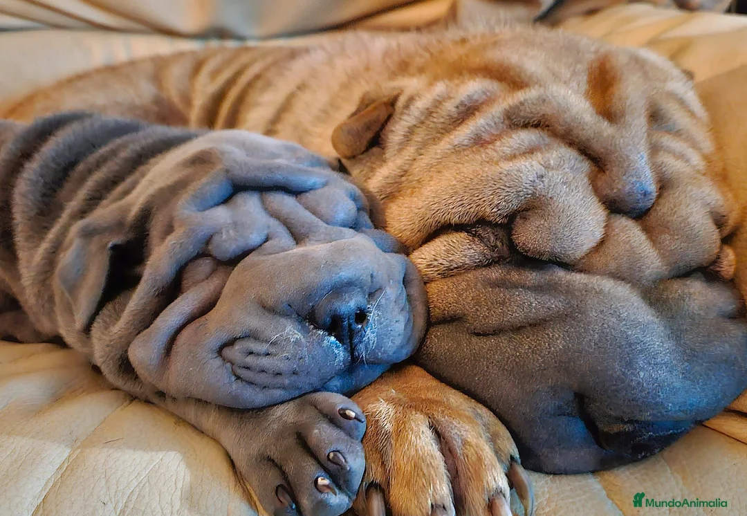 Shar Pei perros en venta: LOS MEJORES SHAR PEI NACIONALES en Málaga - Anuncio 4