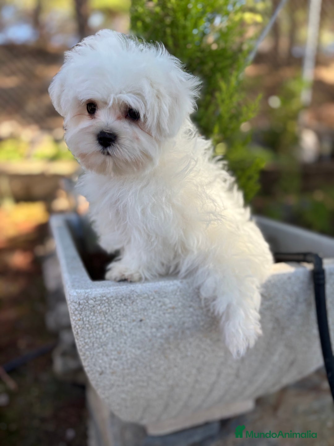 Bichón Maltés perros en venta: Bichon maltés toy listo para entregar  - Imagen 4