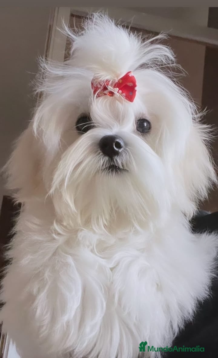 Bichón Maltés perros ‼️‼️PRECIOSA CAMADA DE BICHÓN MALTES COREANO TOY - Anuncio 1