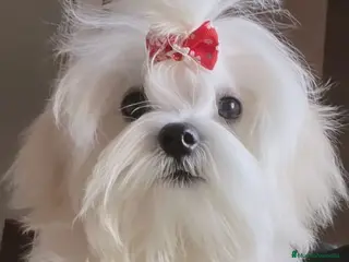 Bichón Maltés perros ‼️‼️PRECIOSA CAMADA DE BICHÓN MALTES COREANO TOY - Anuncio 2