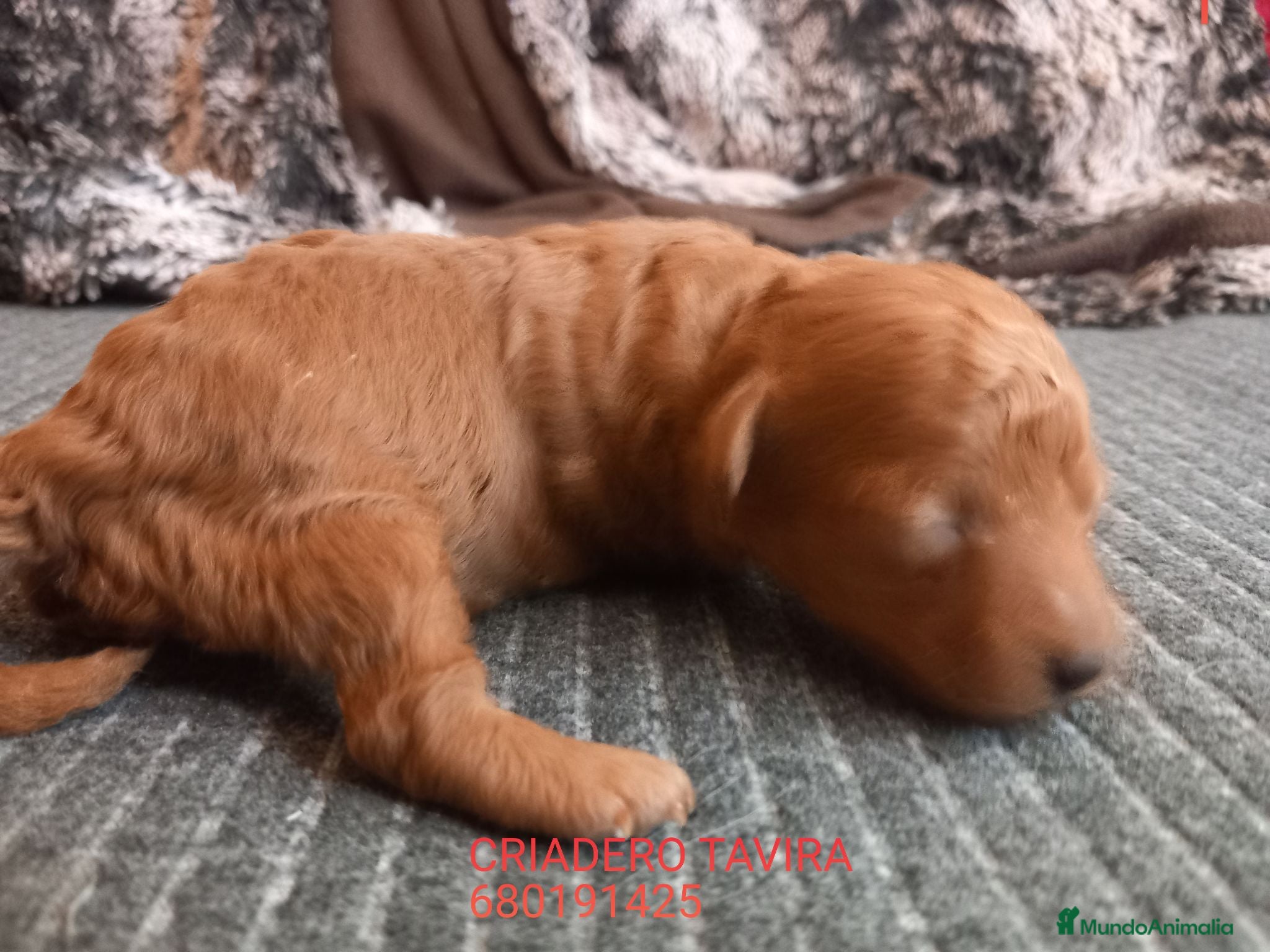 Caniche Toy perros Cachorro caniche toy rojo poodle - Anuncio 25