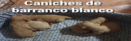 Raza Mixta perros en venta: Caniches madre apricot padre rojo - Anuncio 4