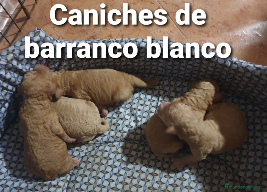 Raza Mixta perros en venta: Caniches madre apricot padre rojo - Anuncio 4