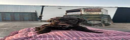 Perro de Agua Español perros en venta: Cachorros de perro de agua Español  - Anuncio 11