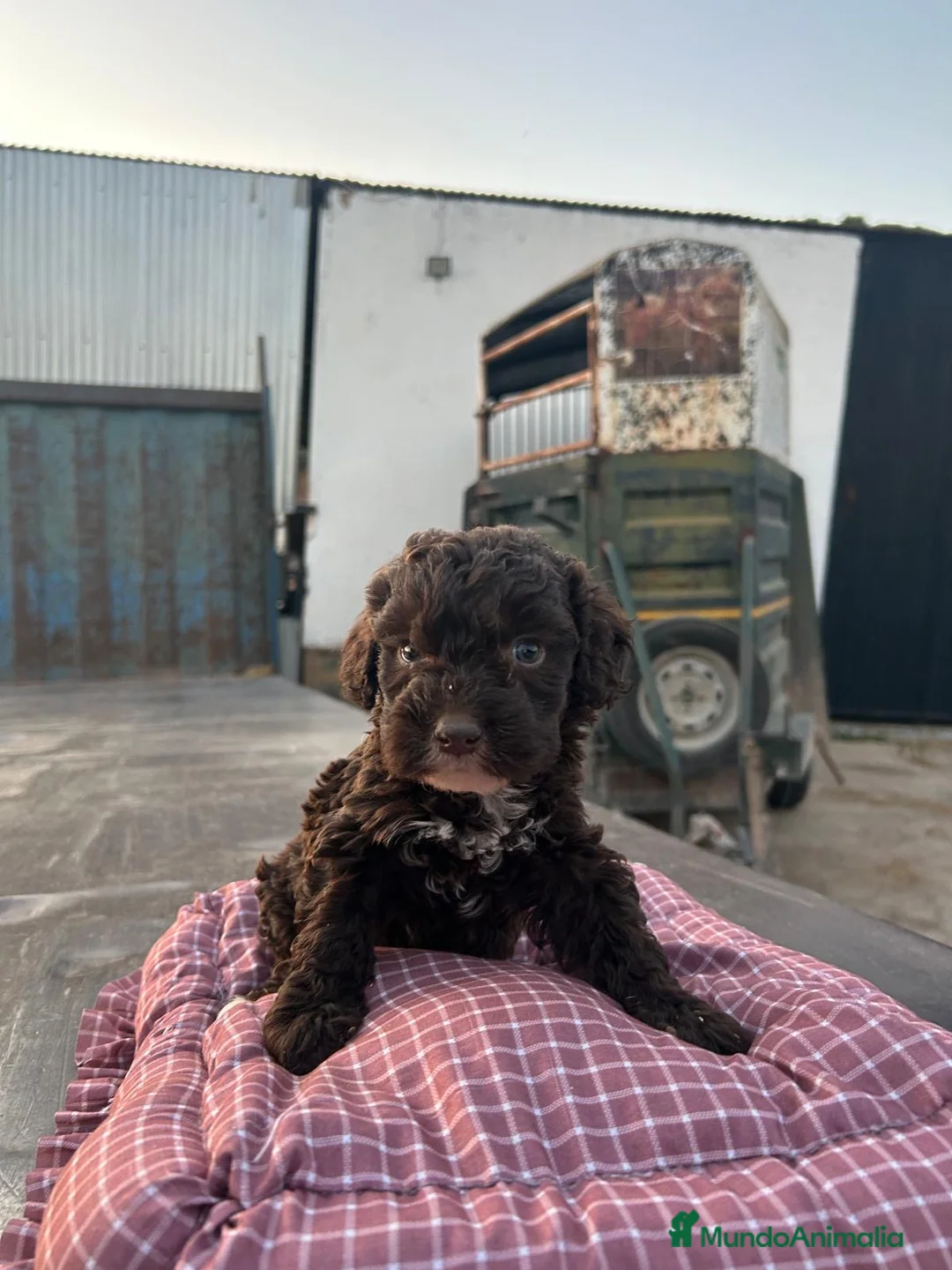 Perro de Agua Español perros en venta: Cachorros de perro de agua Español  - Anuncio 11