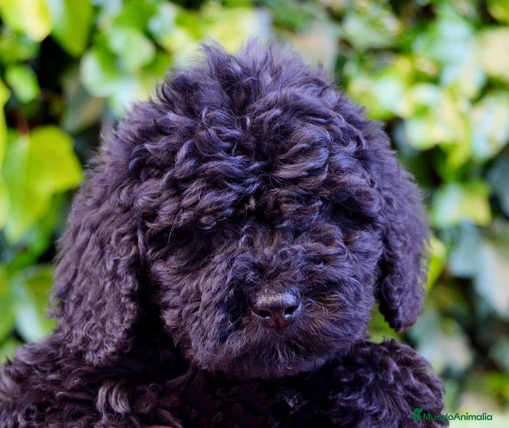 Perro de Agua Español perros CACHORRO PERRO DE AGUA ESPAÑOL  - Anuncio 4