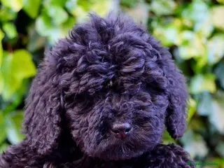 Perro de Agua Español perros CACHORRO PERRO DE AGUA ESPAÑOL - Anuncio 4