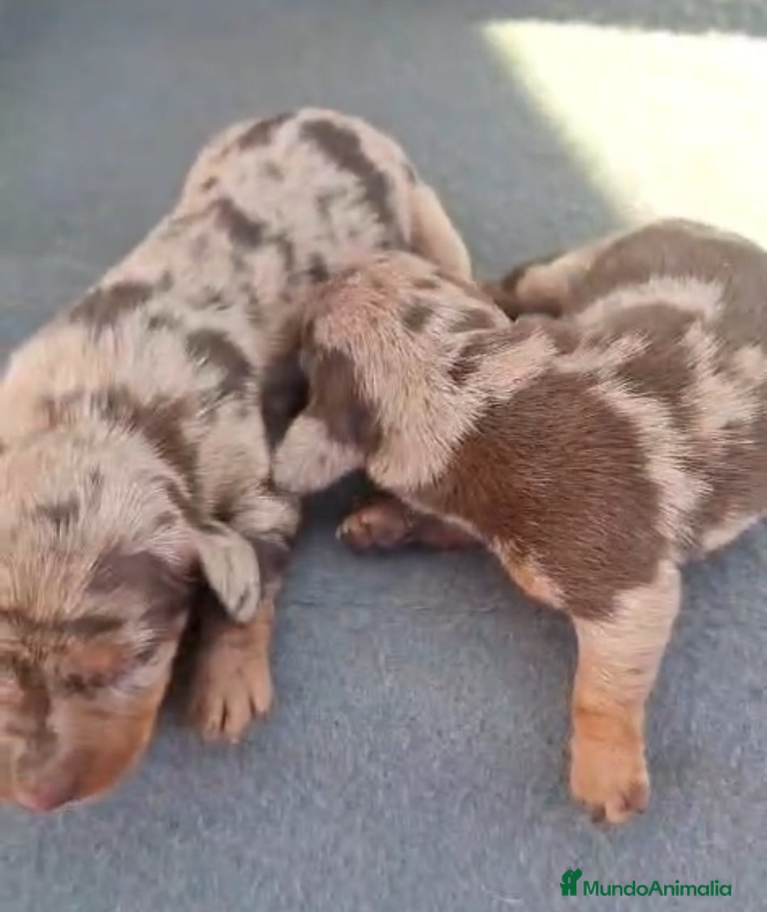 Teckel perros Teckel Mini Mini - Anuncio 25