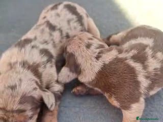 Teckel perros Teckel Mini Mini - Anuncio 6