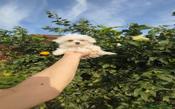 Bichón Maltés perros en venta: Bichón maltés toy  - Imagen 1