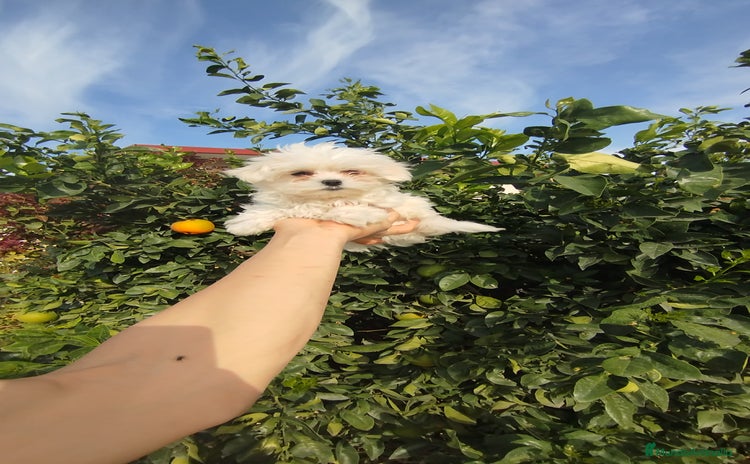 Bichón Maltés perros - Anuncio 12
