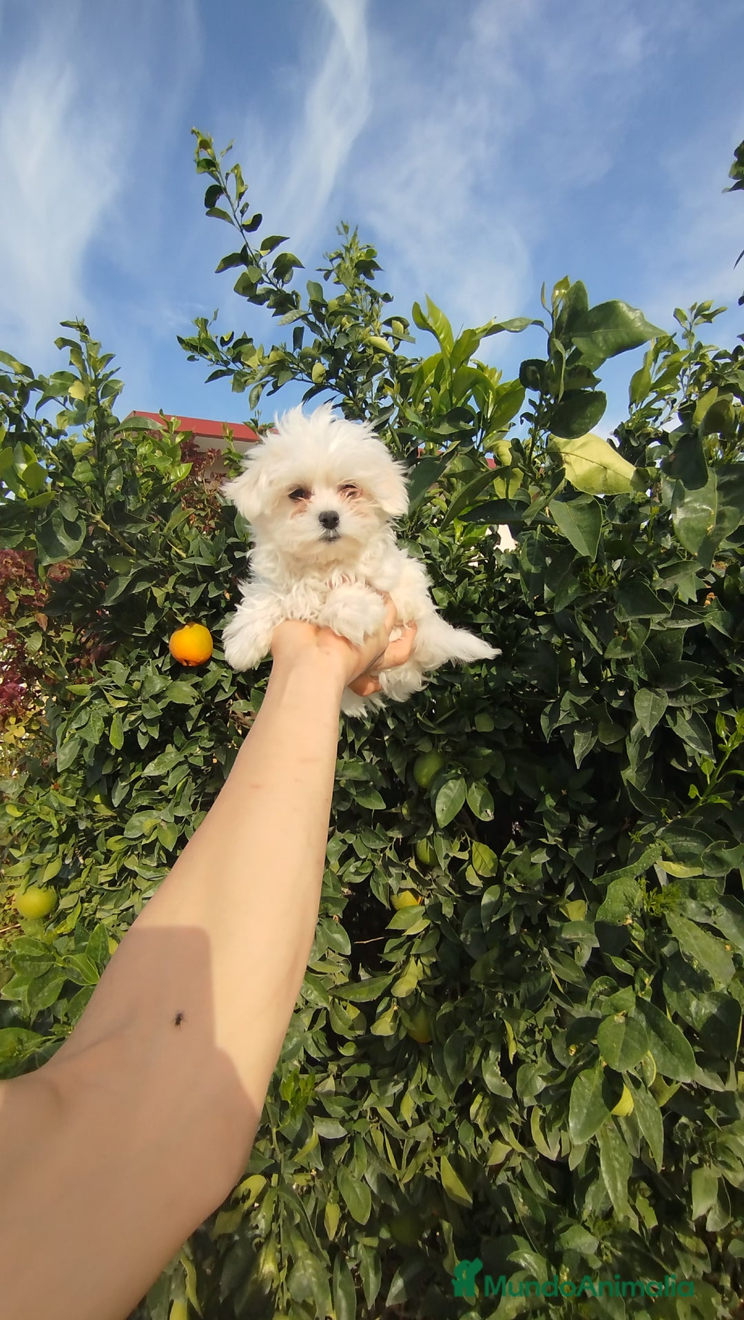 Bichón Maltés perros en venta: Bichón maltés toy  - Imagen 1