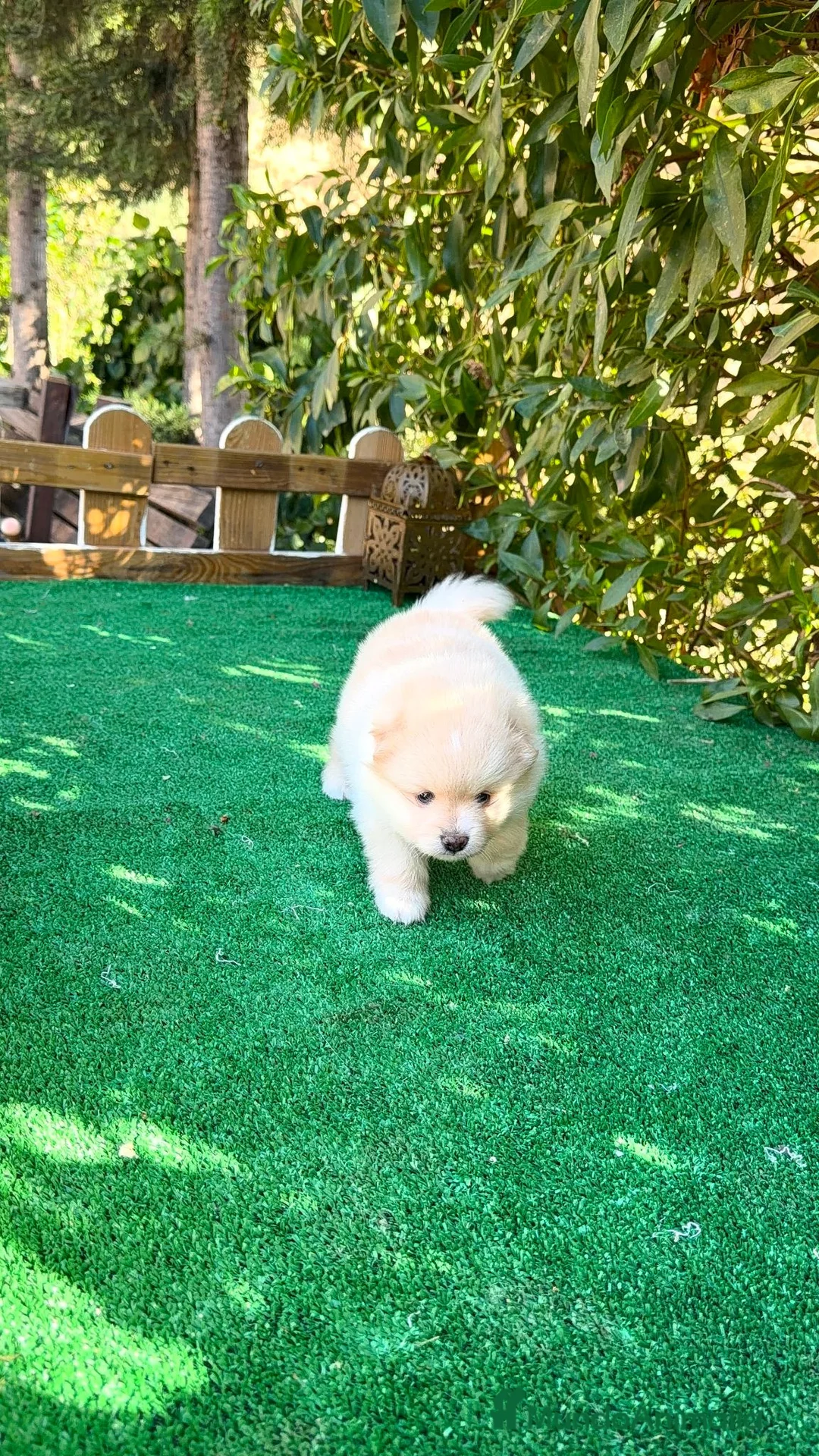 Pomerania perros en venta: Pomerania Lulu Toy Macho Blanco Crema Peludito  - Anuncio 1