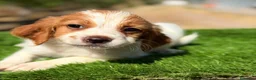Épagneul Breton perros en venta: Breton hembra  - Anuncio 3