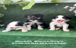 Border Collie perros en venta: Border Collie De Villa Biznaga - Imagen 14
