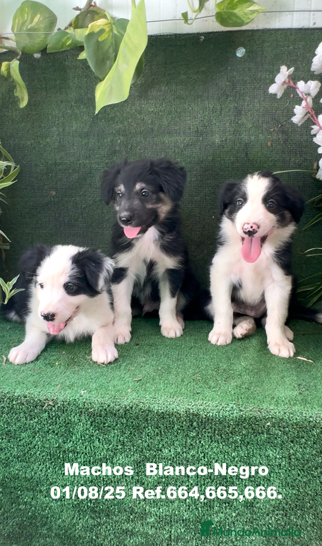 Border Collie perros en venta: Border Collie De Villa Biznaga - Imagen 14