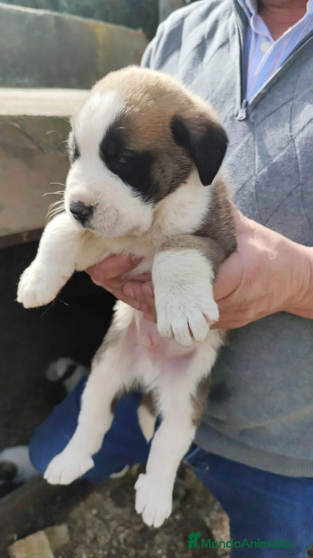 Mastín Español perros en venta: imprecionantes mastin español - Anuncio 2