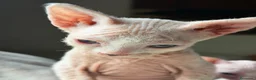 Sphynx gatos en venta: Sphynx blancos y bicolor - Anuncio 10