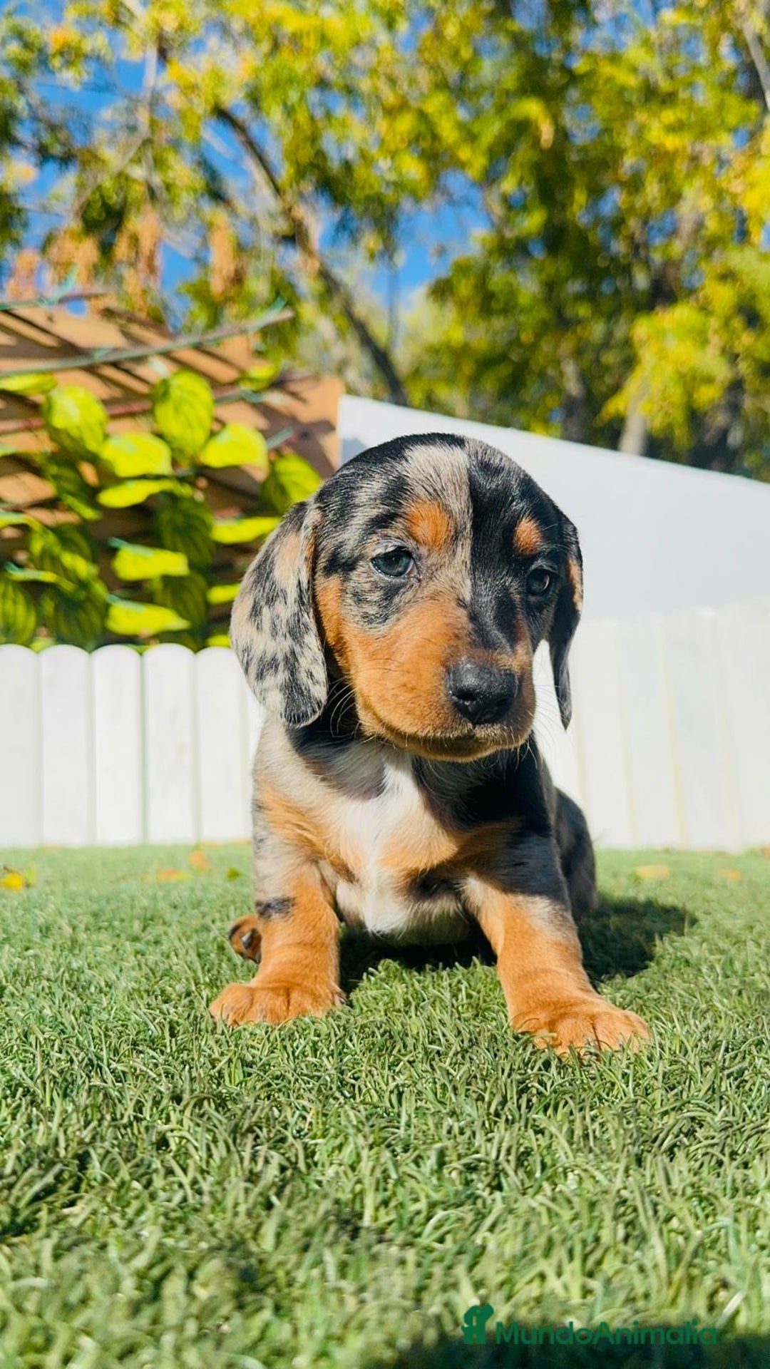 Teckel Miniatura perros en venta: TECKEL MINIATURA HEMBRA - Anuncio 2