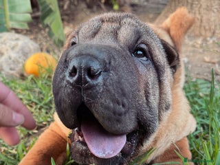 Shar Pei perros en Málaga - Anuncio 37