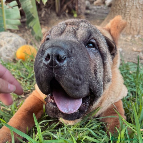 Shar Pei perros en Málaga - Anuncio 13
