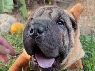 Shar Pei perros BEBES SHAR PEI en Málaga - Anuncio 20