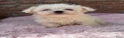 Bichón Maltés perros en venta: Bichon maltés macho disponible - Anuncio 5