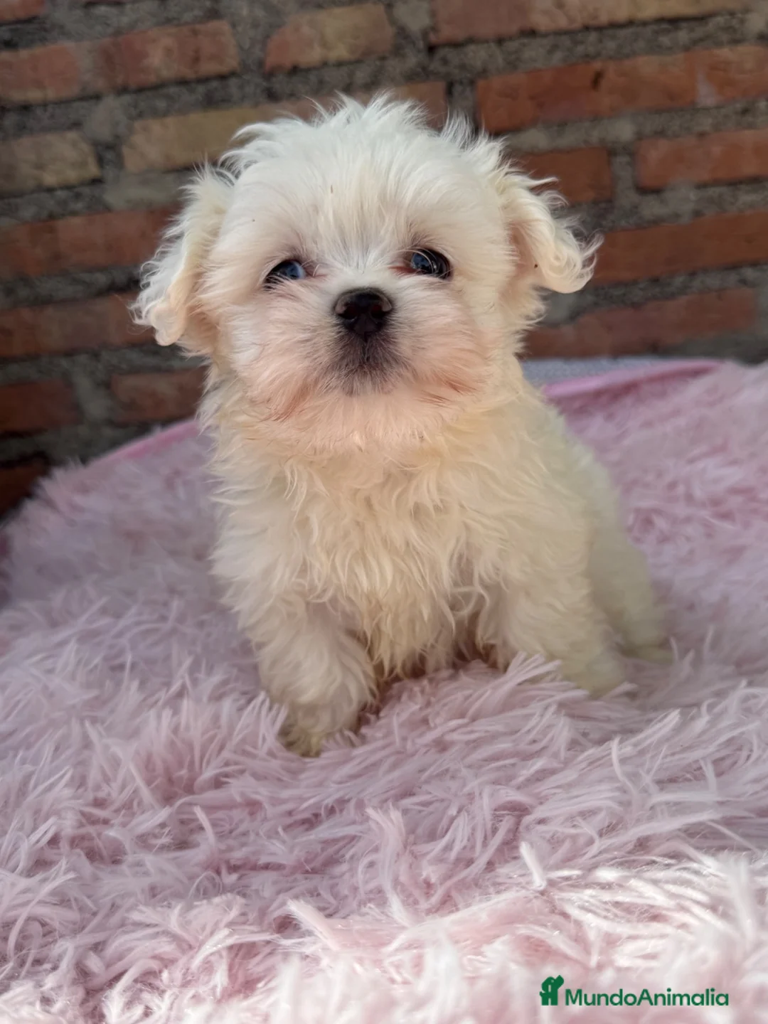 Bichón Maltés perros en venta: Bichon maltés macho disponible - Anuncio 5