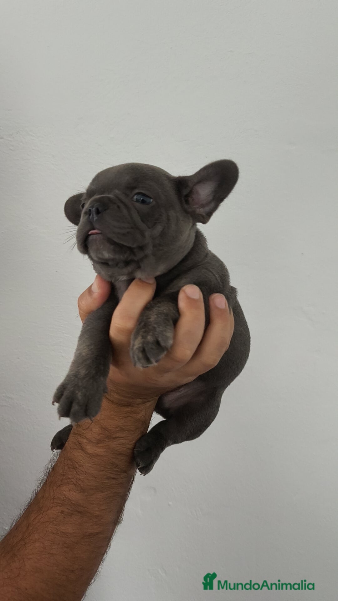 Bulldog Francés perros en venta: Bulldog francés Macho y Hembra disponibles  - Imagen 5