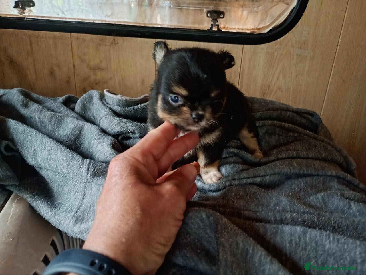 Chihuahua perros Preciosos chihuahuas de pelo largo🔥🐾🐶 - Anuncio 1