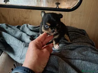 Chihuahua perros Preciosos chihuahuas de pelo largo🔥🐾🐶 - Anuncio 3