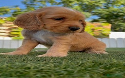 Cocker Spaniel Inglés perros en venta: COCKER SPANIEL INGLES HEMBRA - Imagen 9