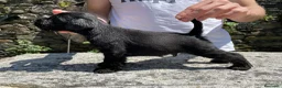 Schnauzer Miniatura perros en venta: Schnauzer miniatura - Anuncio 2