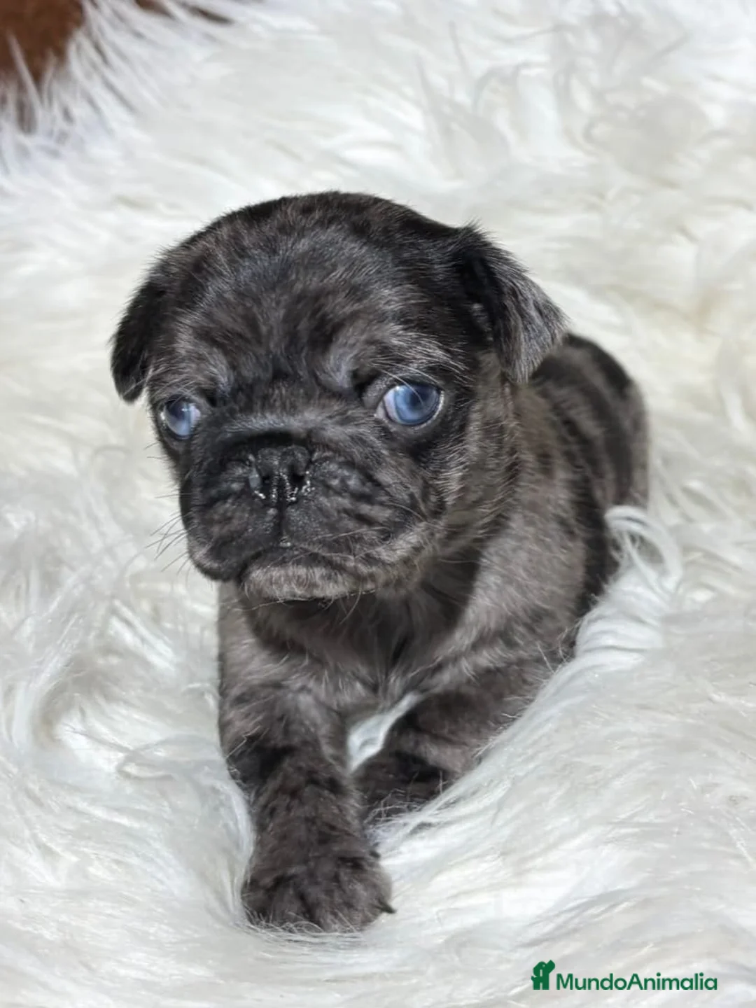 Carlino - Pug perros en venta: CARLINO MERLE - Anuncio 1
