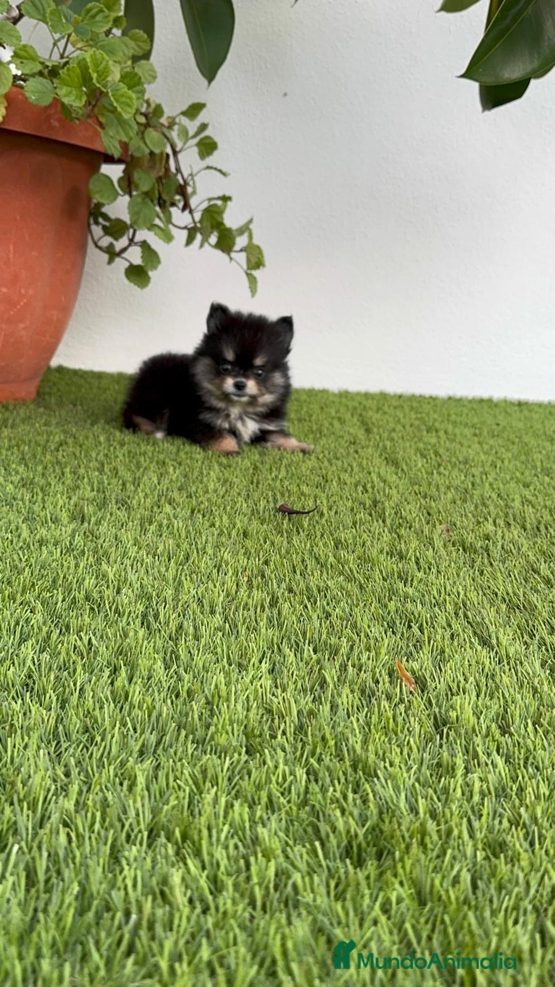 Pomerania perros en venta: POMERANIA HEMBRA DISPONIBLE - Imagen 9