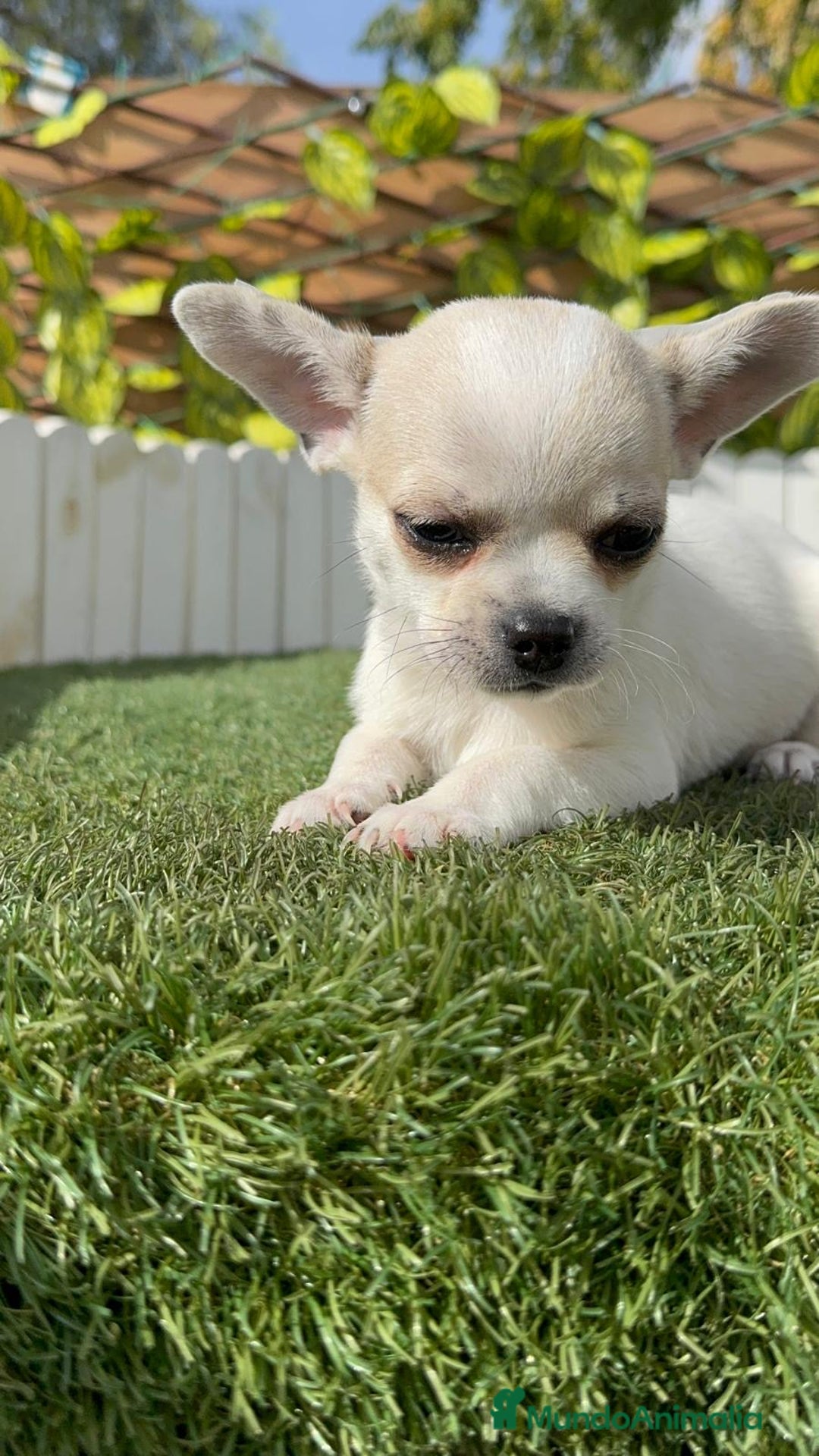 Chihuahua perros en venta: CHIHUAHUA MACHO - Imagen 17