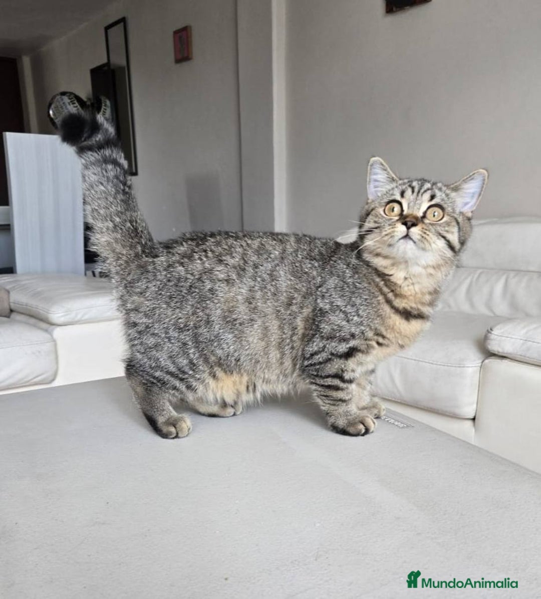 Británico de Pelo Largo gatos en venta: gatos british long hair - Anuncio 2