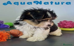 Biewer Yorkshire Terrier a la Pom Pon perros en venta: Yorkshire Biewer Macho CJMM 1762 AQUANATURA - Imagen 8