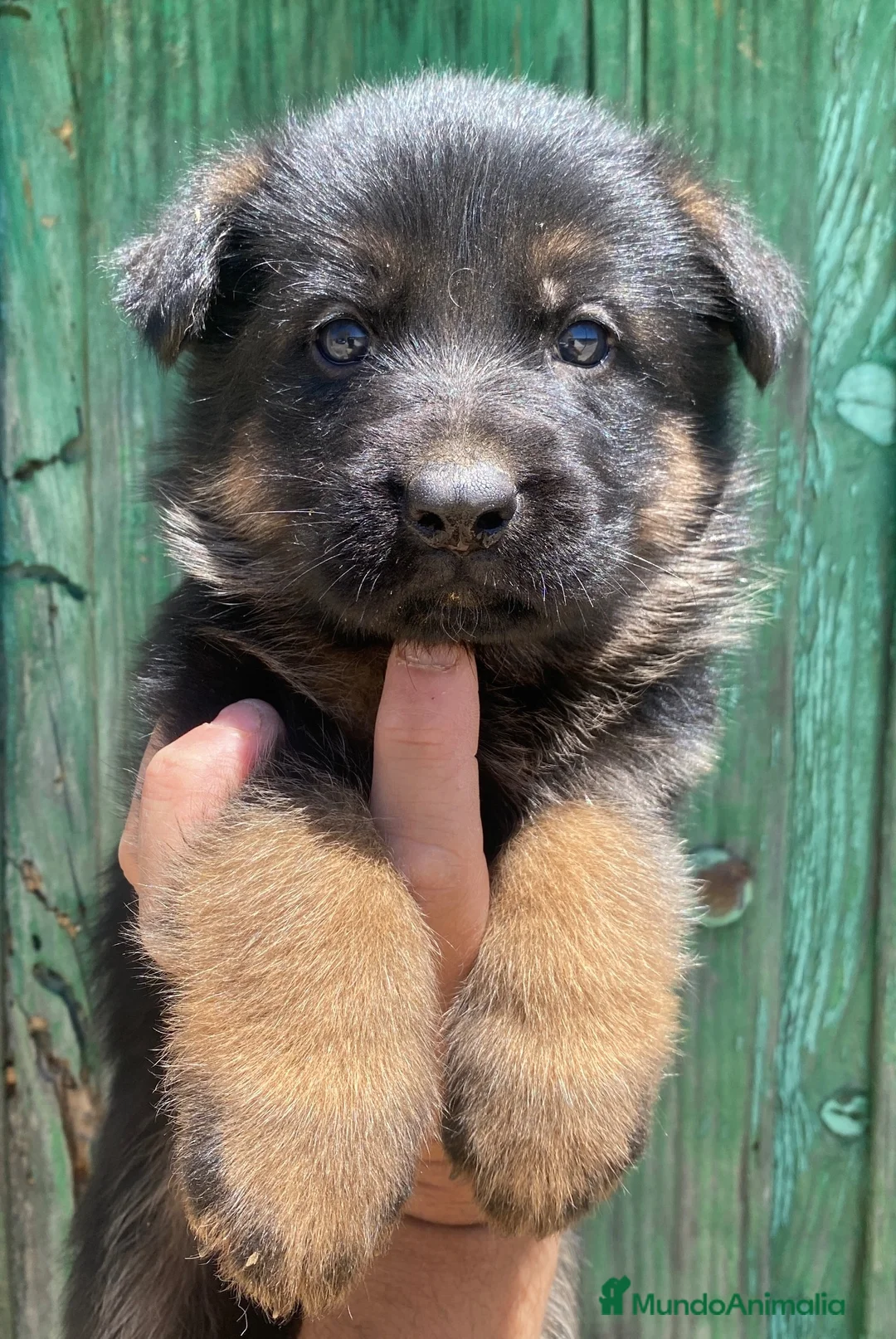 Pastor Alemán perros en venta: Cachorros De Pastor Alemán  - Anuncio 2