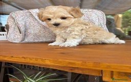 Maltipoo perros en venta: Maltipoo muy guapos !!! - Imagen 5