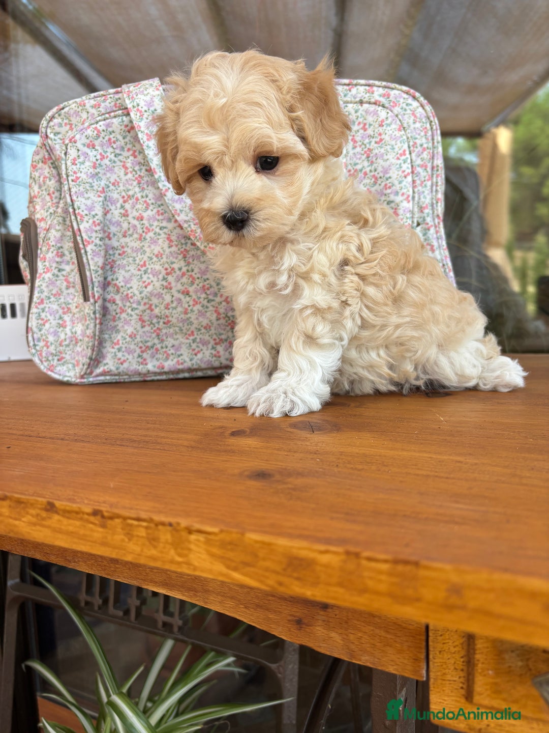 Maltipoo perros en venta: Maltipoo muy guapos !!! - Imagen 5