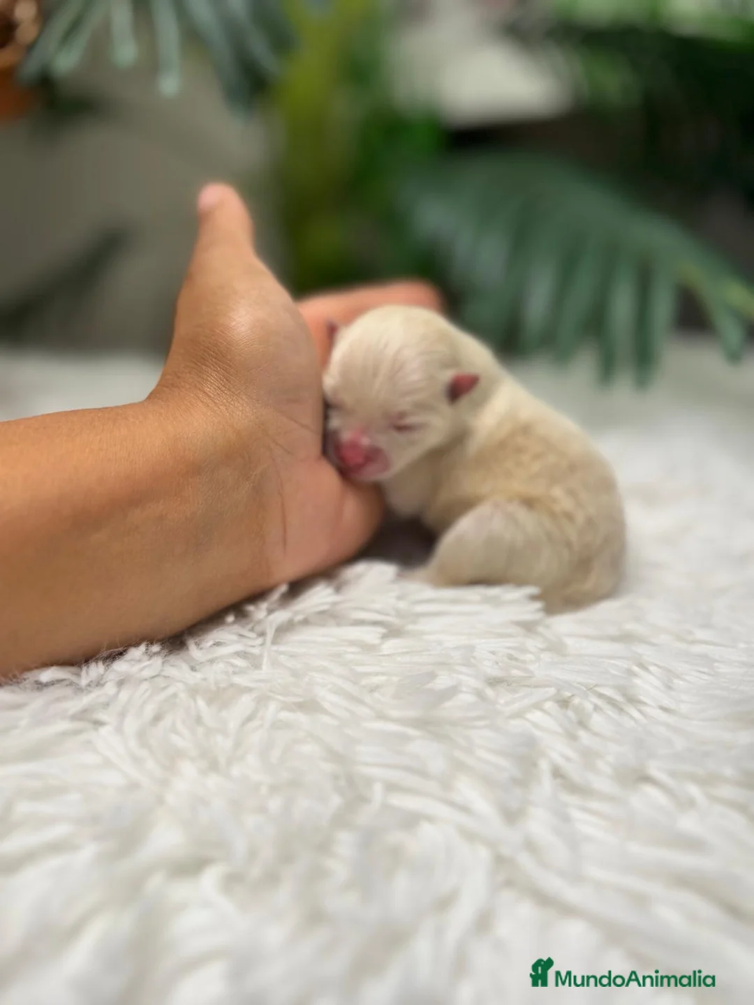 Pomerania perros en venta: POMERANIA MACHO - Anuncio 1