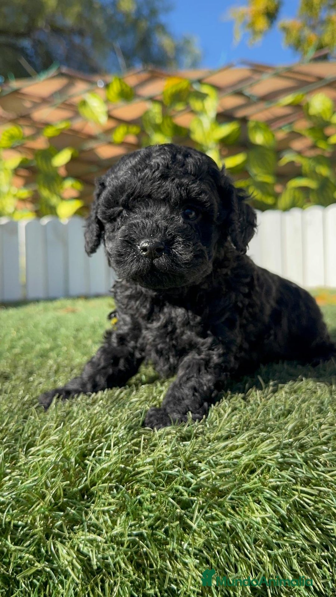 Caniche Toy perros en venta: CANICHE TOY HEMBRA - Anuncio 8