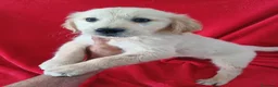 Golden Retriever perros en venta: Golden Retriever  - Anuncio 1