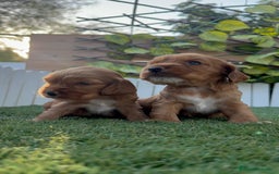 Cocker Spaniel Inglés perros en venta: COCKER SPANIEL INGLES MACHO  - Imagen 4
