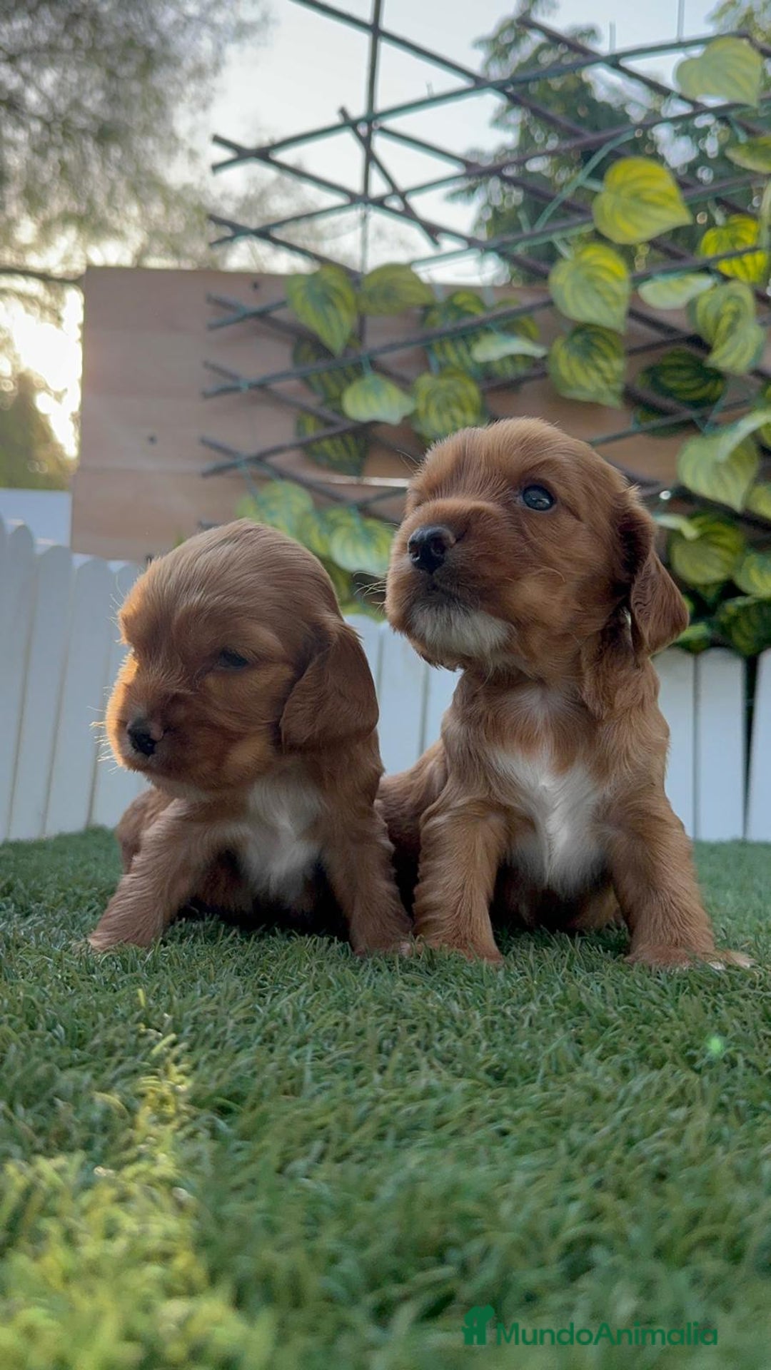 Cocker Spaniel Inglés perros en venta: COCKER SPANIEL INGLES MACHO  - Imagen 4