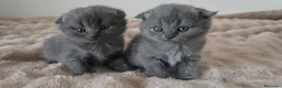 Scottish Fold gatos en venta: Gatcot.com - Anuncio 6