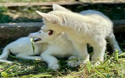 Husky Siberiano perros en venta: IMPRESIONANTES HUSKY BLANCO OJOS AZULES - Imagen 5