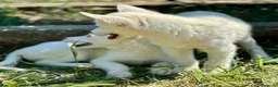 Husky Siberiano perros en venta: IMPRESIONANTES HUSKY BLANCO OJOS AZULES - Anuncio 5